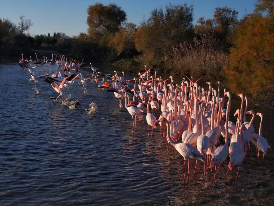 Marina Aigues Mortes 75M2 Zewnętrze zdjęcie